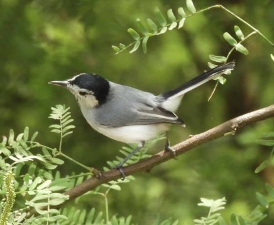 White-browed Gnatcatcher - ML643209951