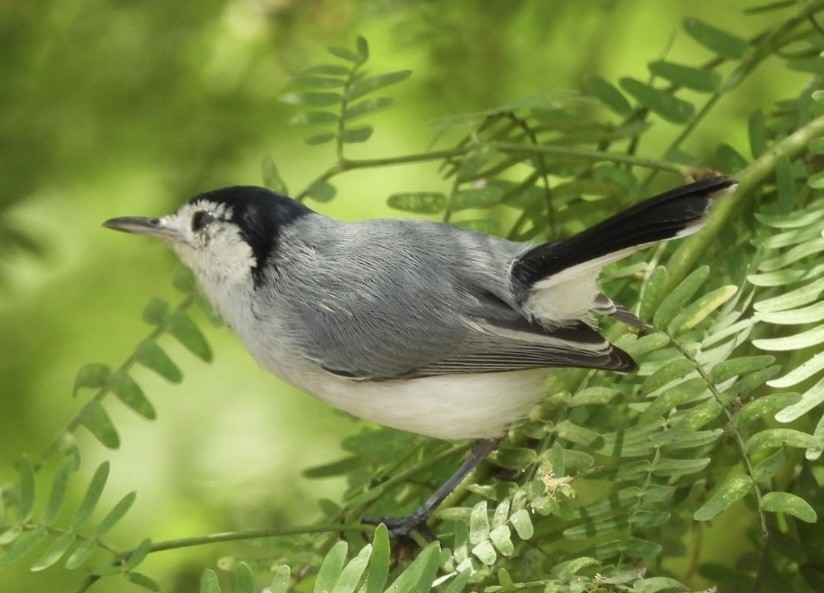 White-browed Gnatcatcher - ML643209952