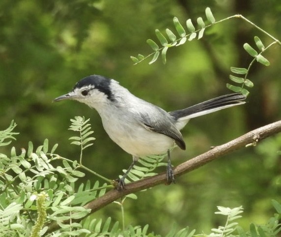White-browed Gnatcatcher - ML643209953