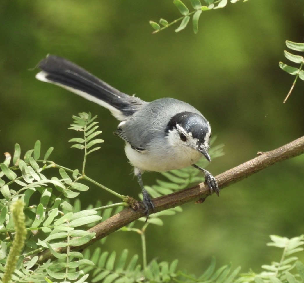 White-browed Gnatcatcher - ML643209954