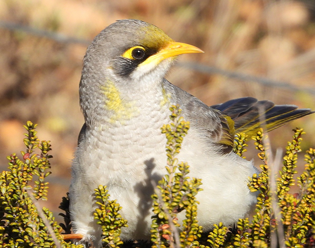 Yellow-throated Miner - ML643209959
