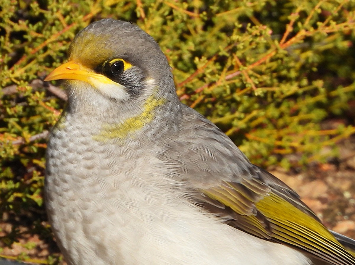 Yellow-throated Miner - ML643209967