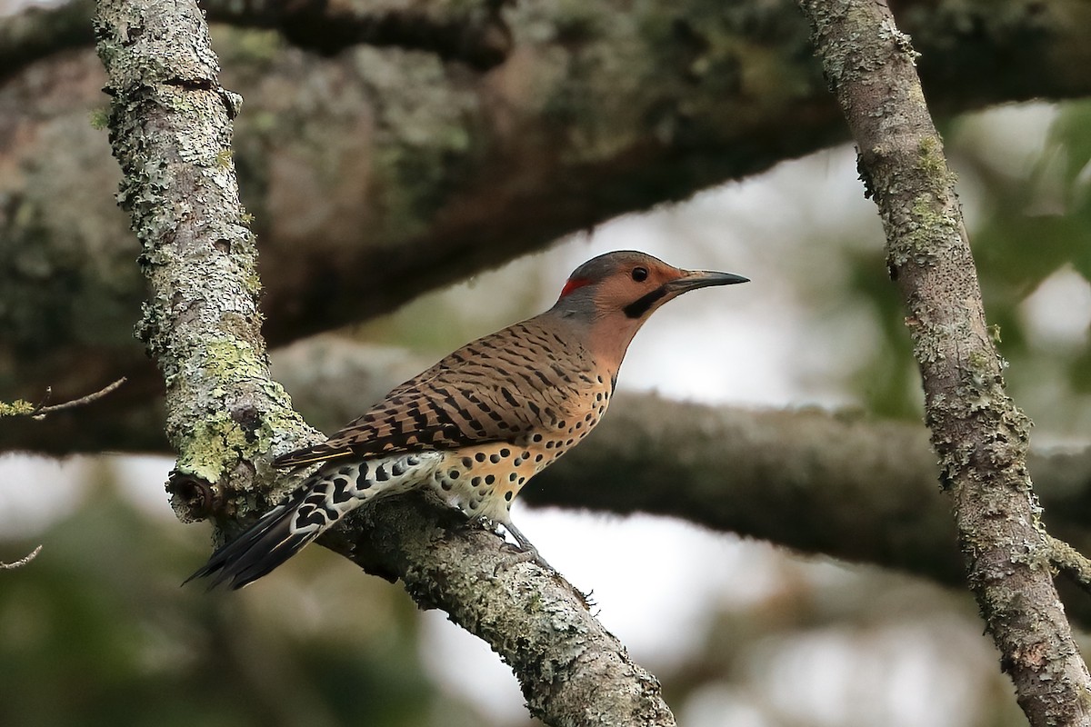 Northern Flicker - ML643209969