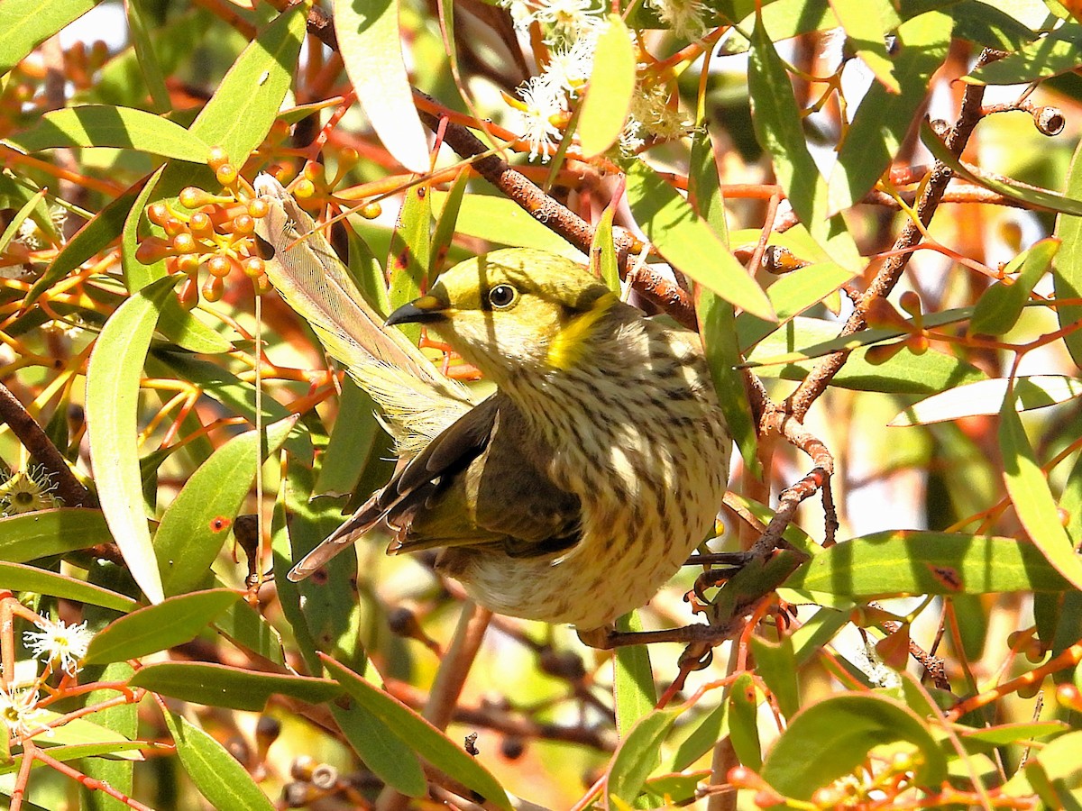 Yellow-plumed Honeyeater - ML643209976