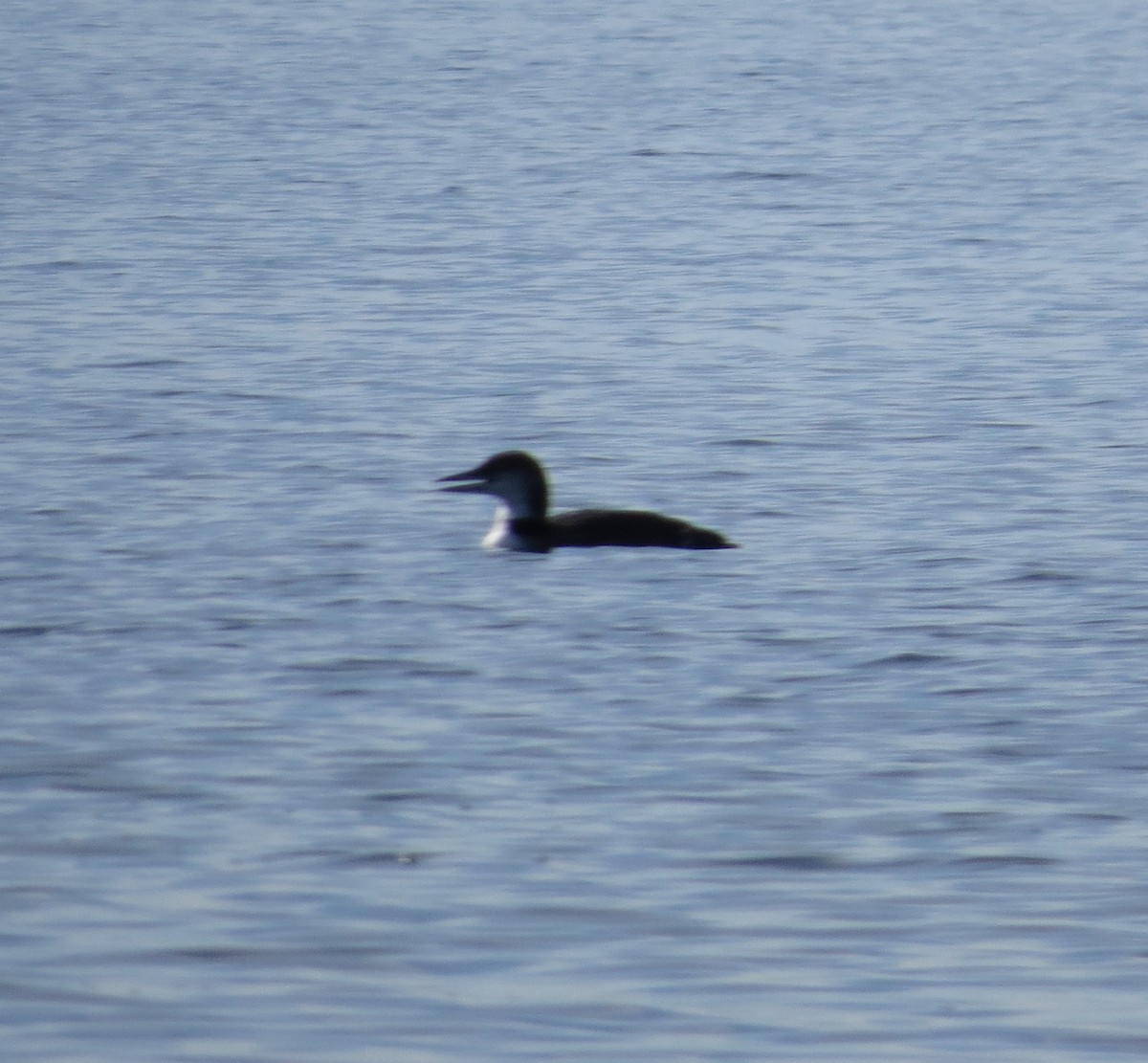 Common Loon - ML643209979
