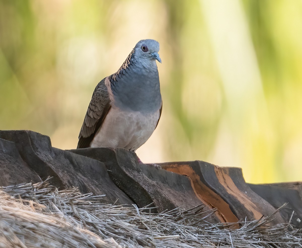 Bar-shouldered Dove - ML643209993