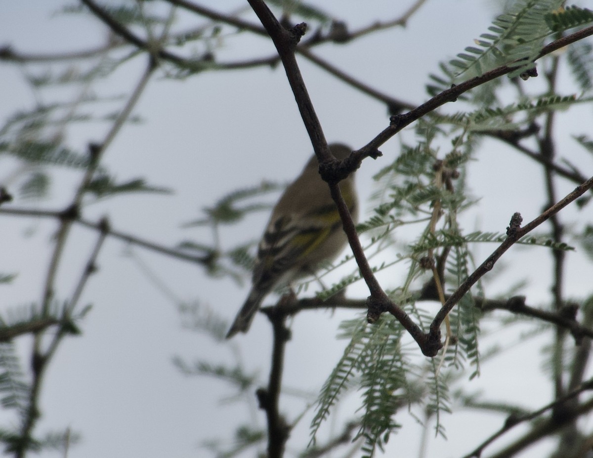 Lawrence's Goldfinch - ML643210018