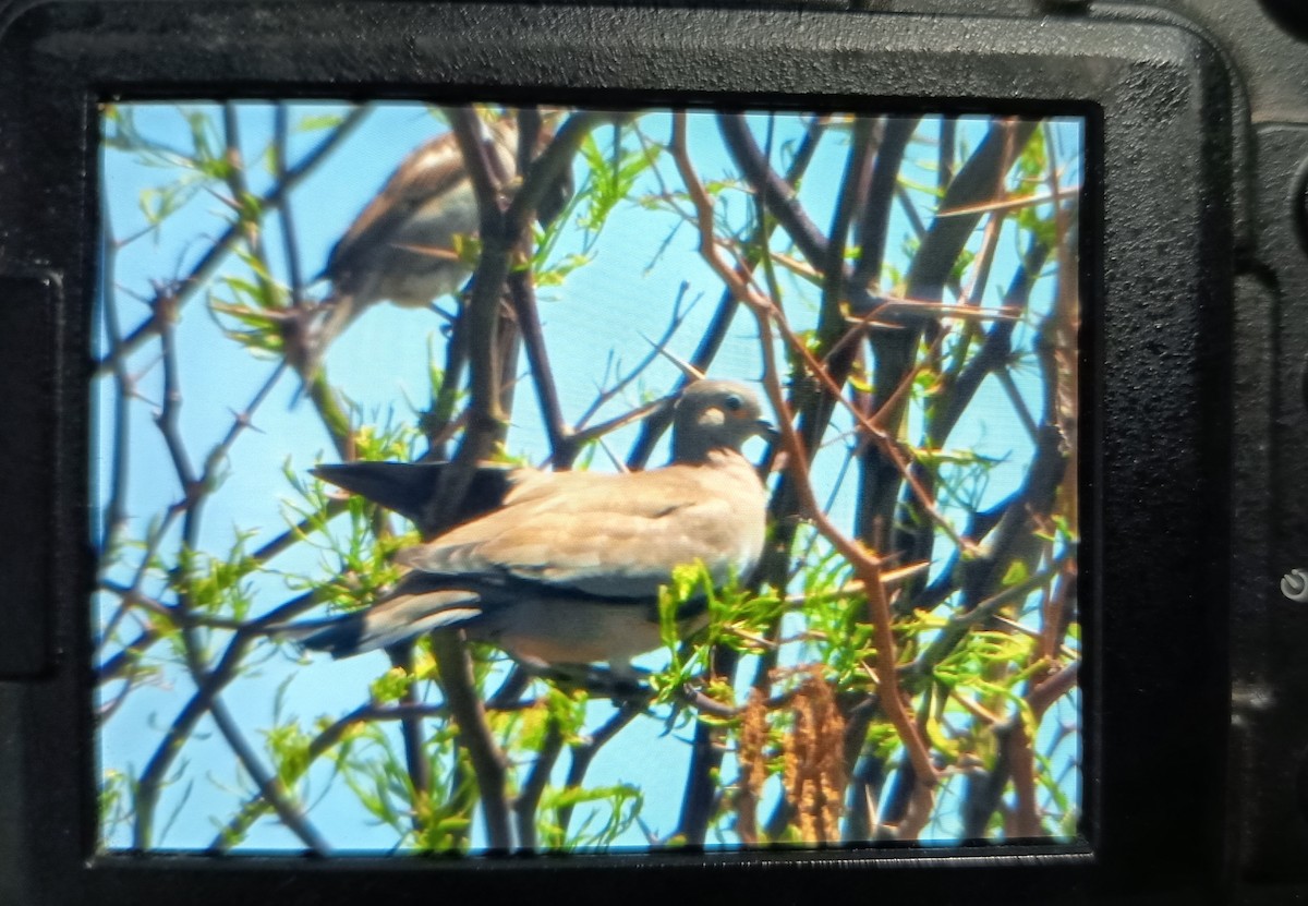 Black-winged Ground Dove - ML643210026