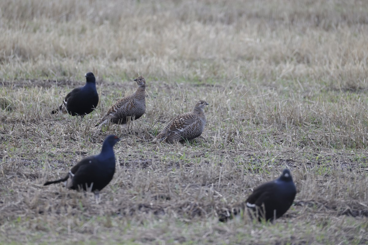 Хар хур - ML643210047