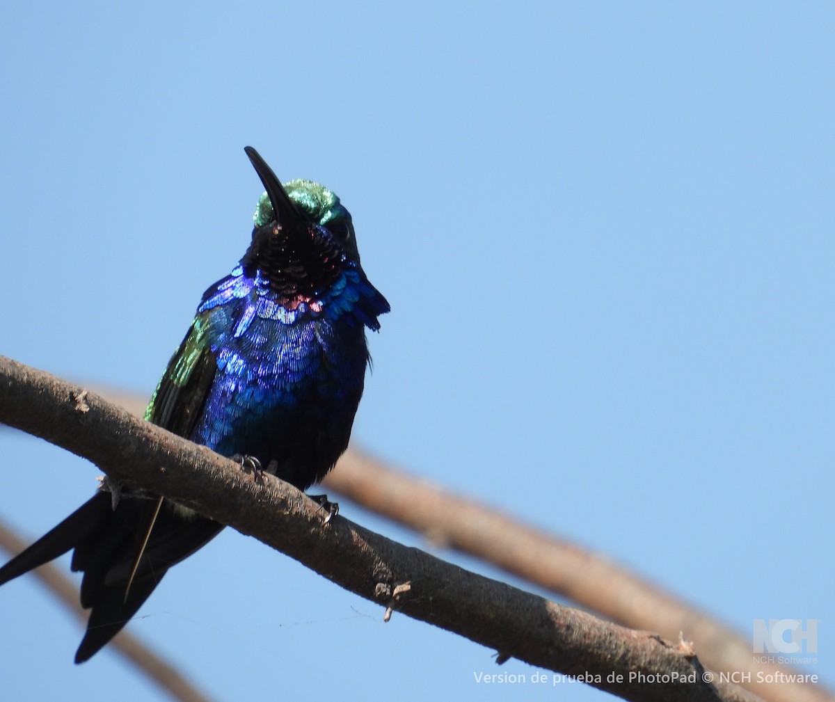 Blue-tufted Starthroat - ML643210048