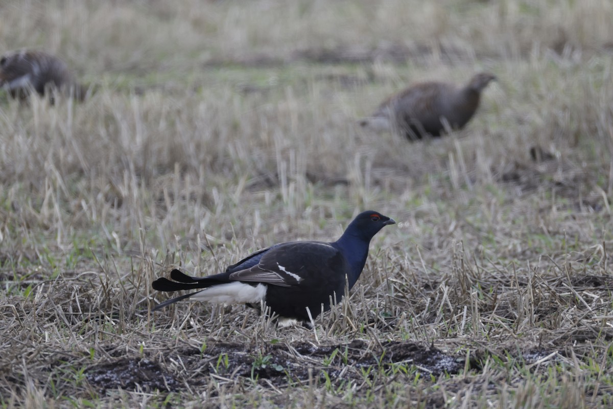 Хар хур - ML643210050