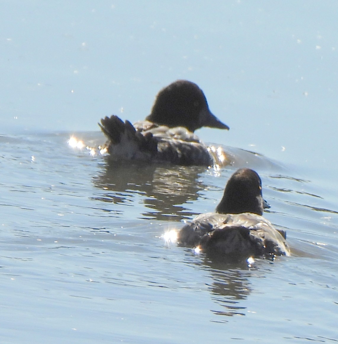 Common Goldeneye - ML643210059