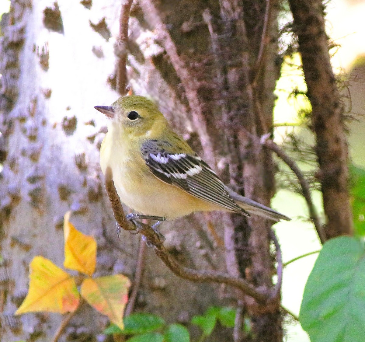 Bay-breasted Warbler - ML643210063