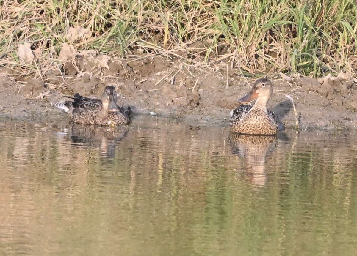 Northern Shoveler - ML643210064