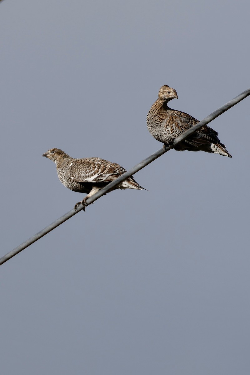 Хар хур - ML643210067