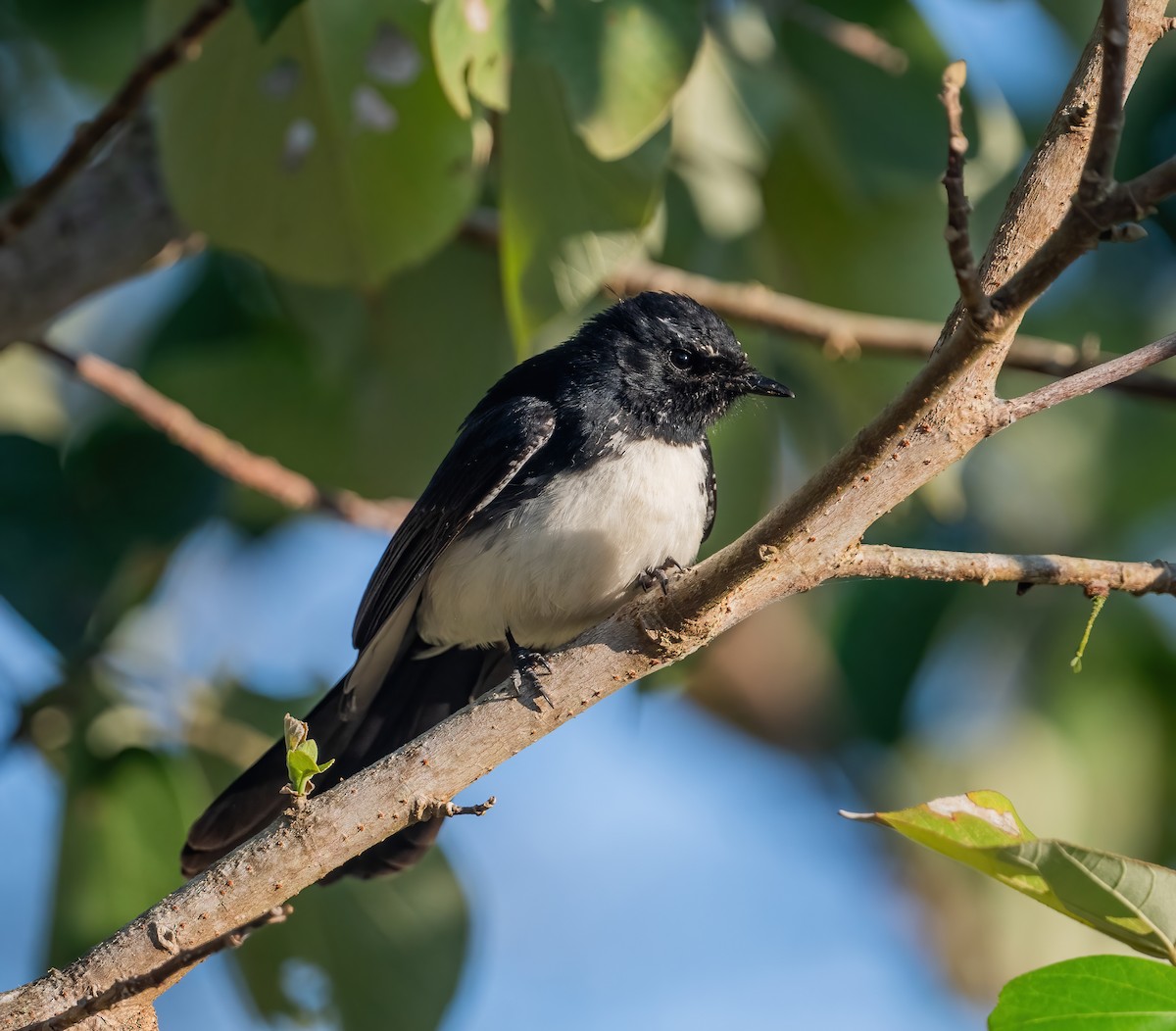Willie-wagtail - ML643210121