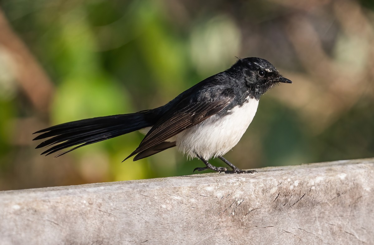 Willie-wagtail - ML643210123