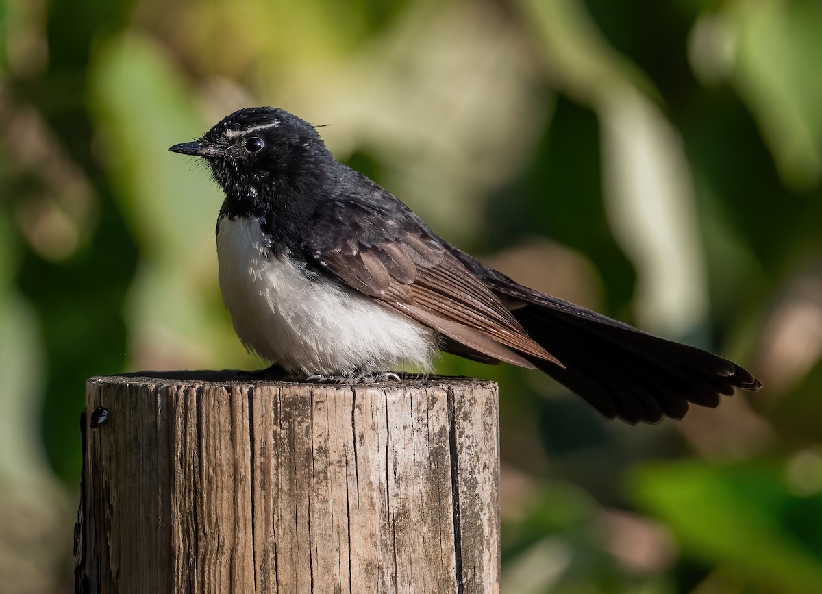 Willie-wagtail - ML643210124