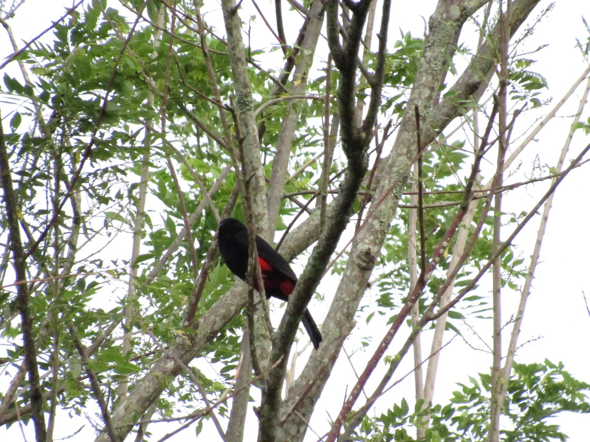 Red-bellied Grackle - ML643210134