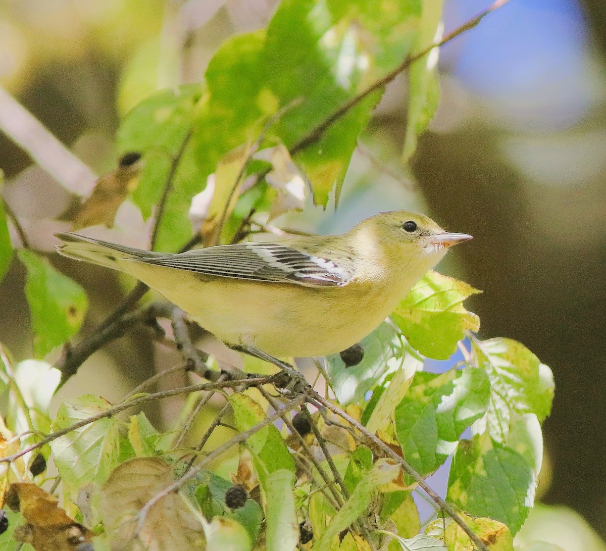 Bay-breasted Warbler - ML643210136