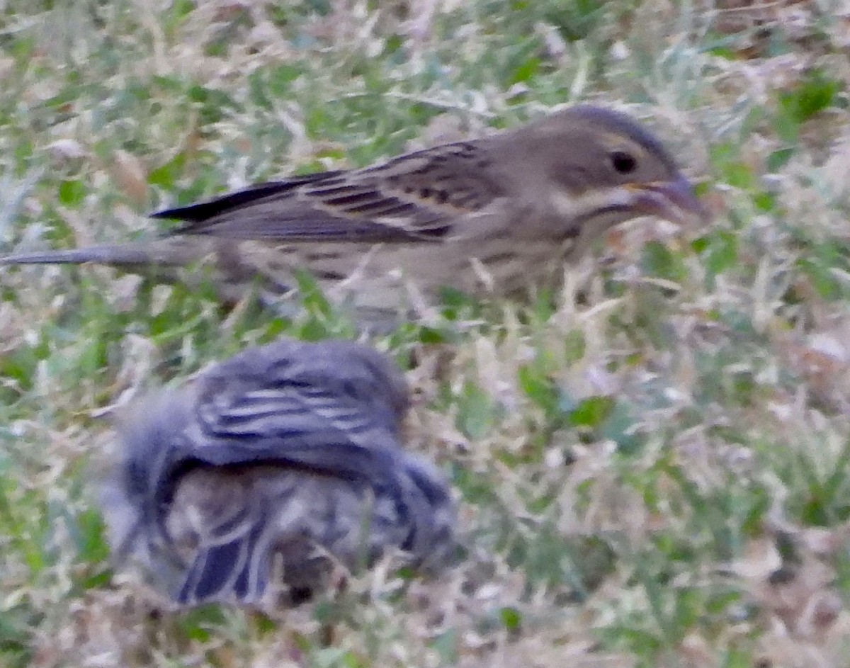 Dickcissel - ML643210139