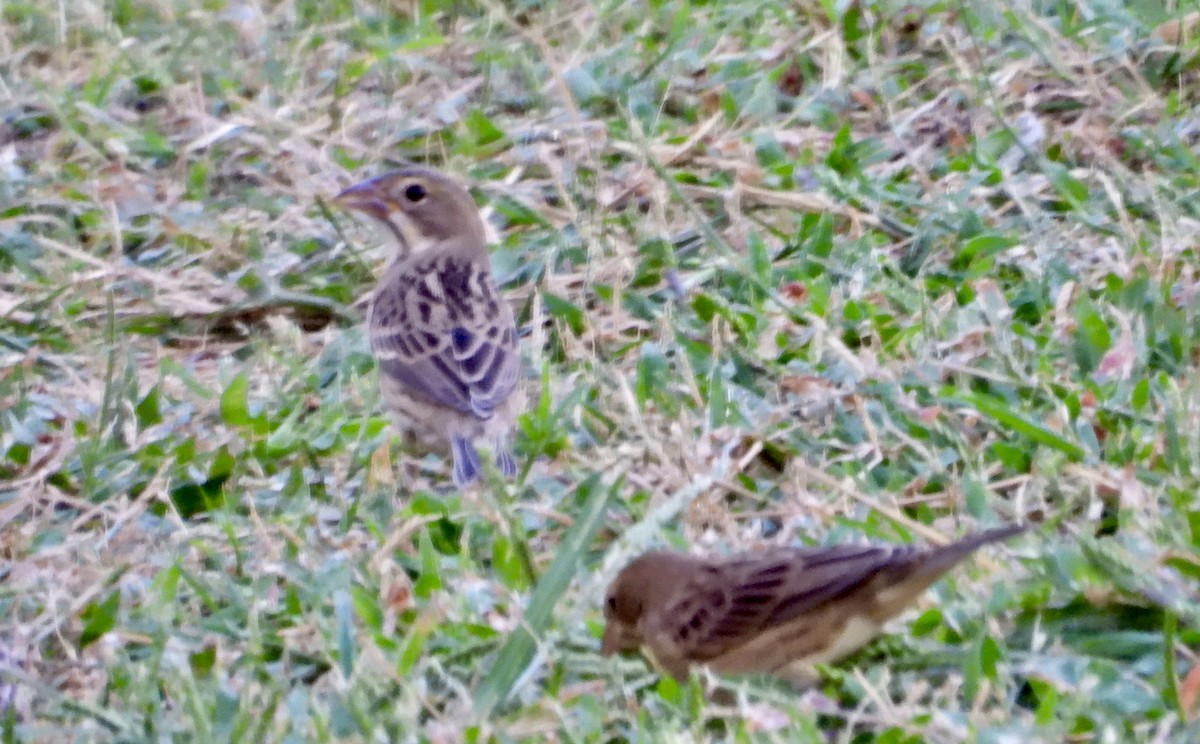 Dickcissel - ML643210142
