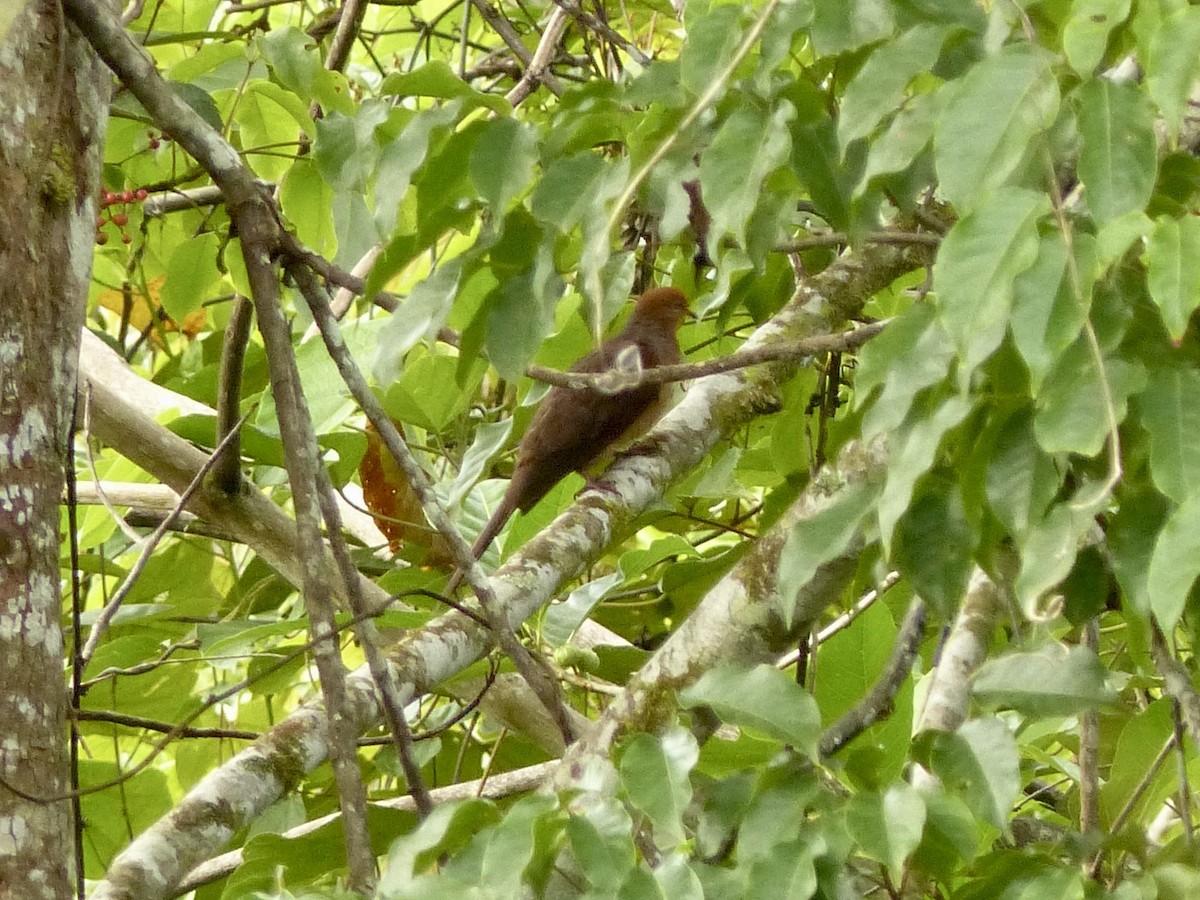 Little Cuckoo-Dove - ML643210145