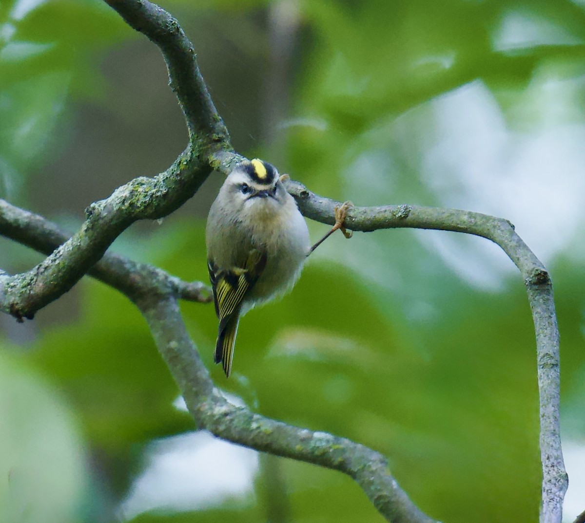 Golden-crowned Kinglet - ML643210146