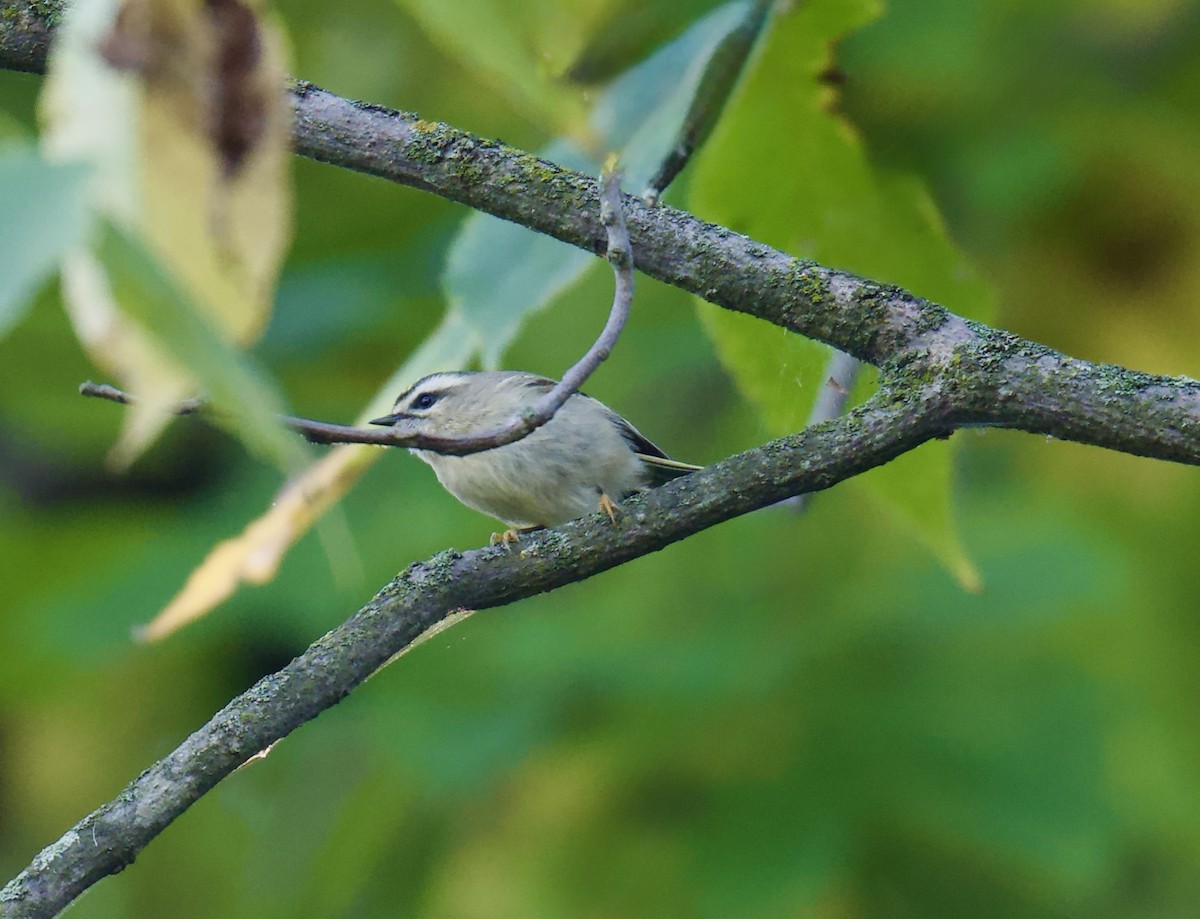 Golden-crowned Kinglet - ML643210149