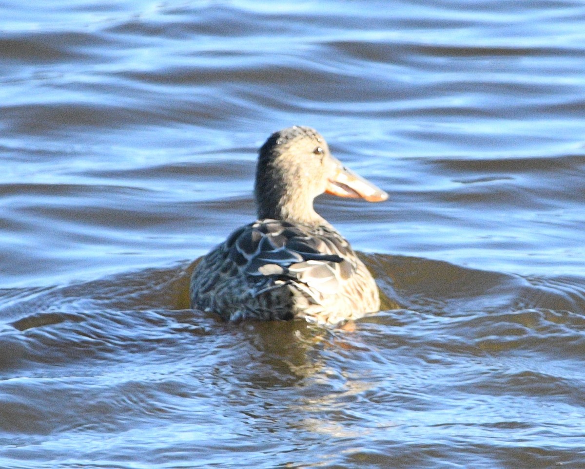 Northern Shoveler - ML643210158
