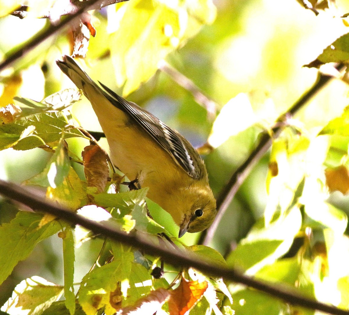 Bay-breasted Warbler - ML643210160