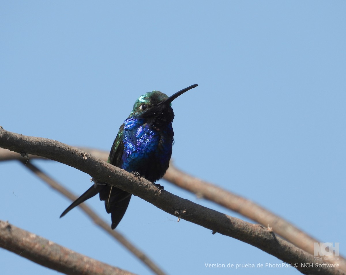 Blue-tufted Starthroat - ML643210165