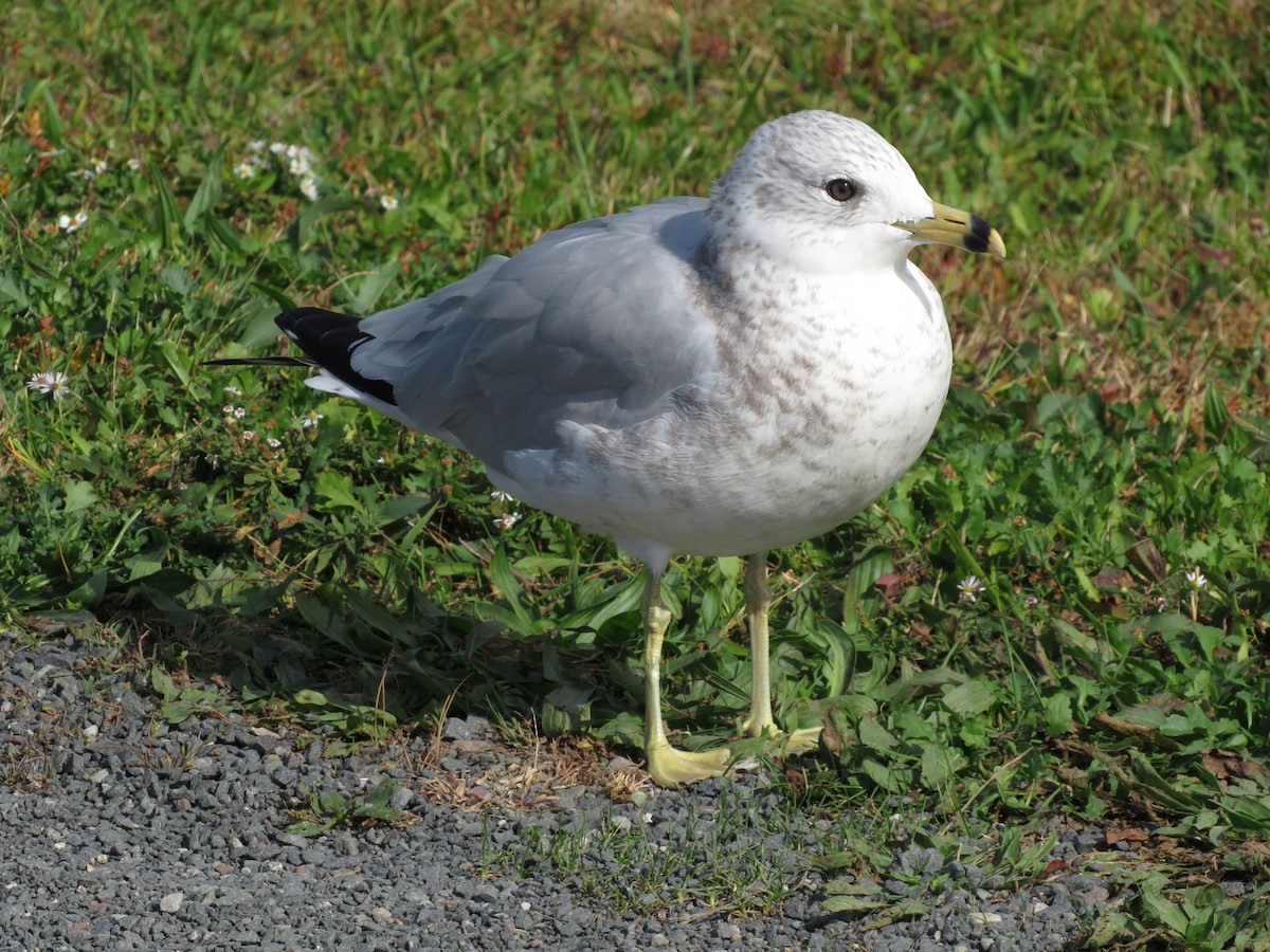 ringnebbmåke - ML643210175