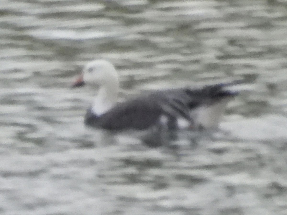 Snow Goose - ML643210182