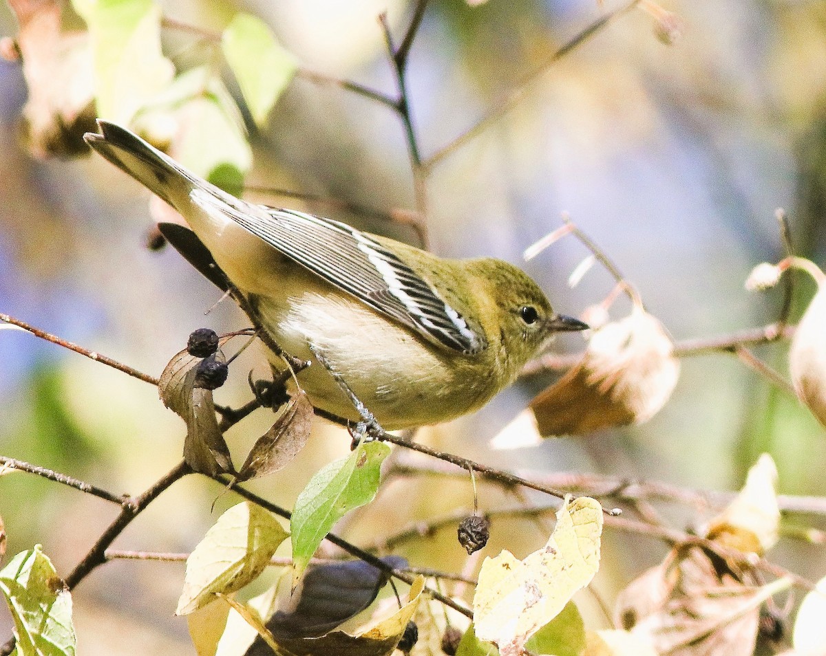 Bay-breasted Warbler - ML643210187