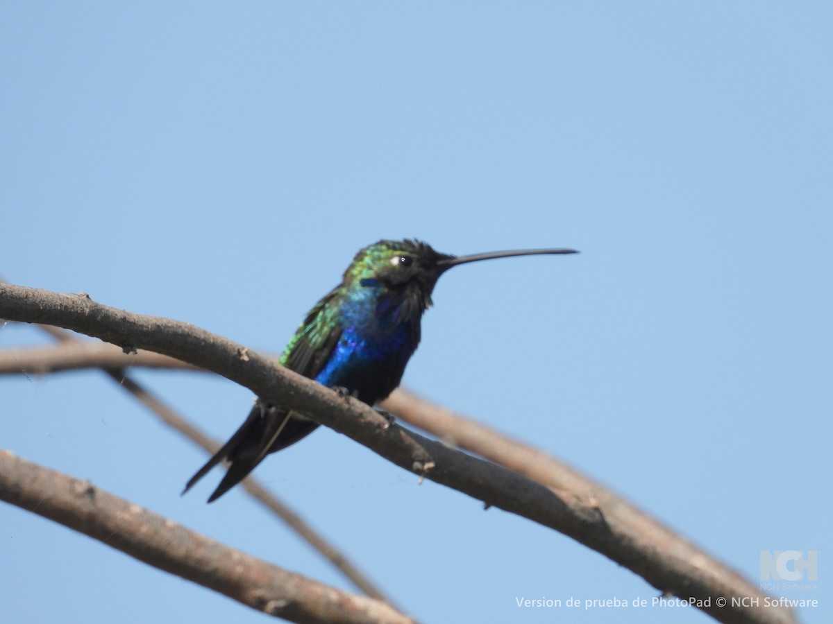 Blue-tufted Starthroat - ML643210195