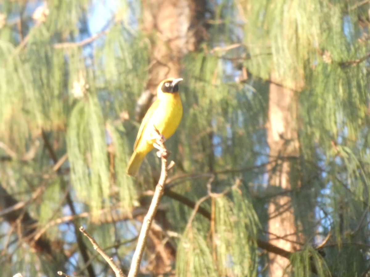 Southern Masked-Weaver - ML643210206