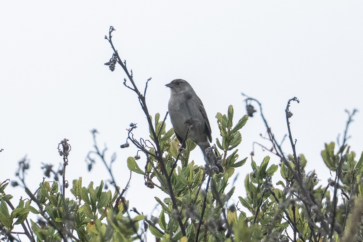 Golden-crowned Sparrow - ML643210214