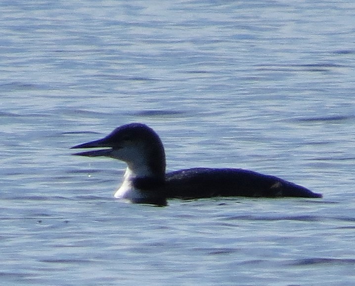 Common Loon - ML643210255