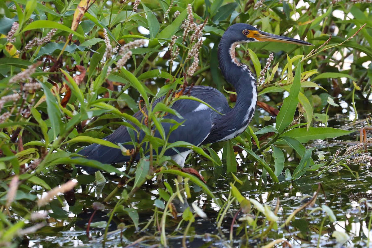 Tricolored Heron - ML643210265