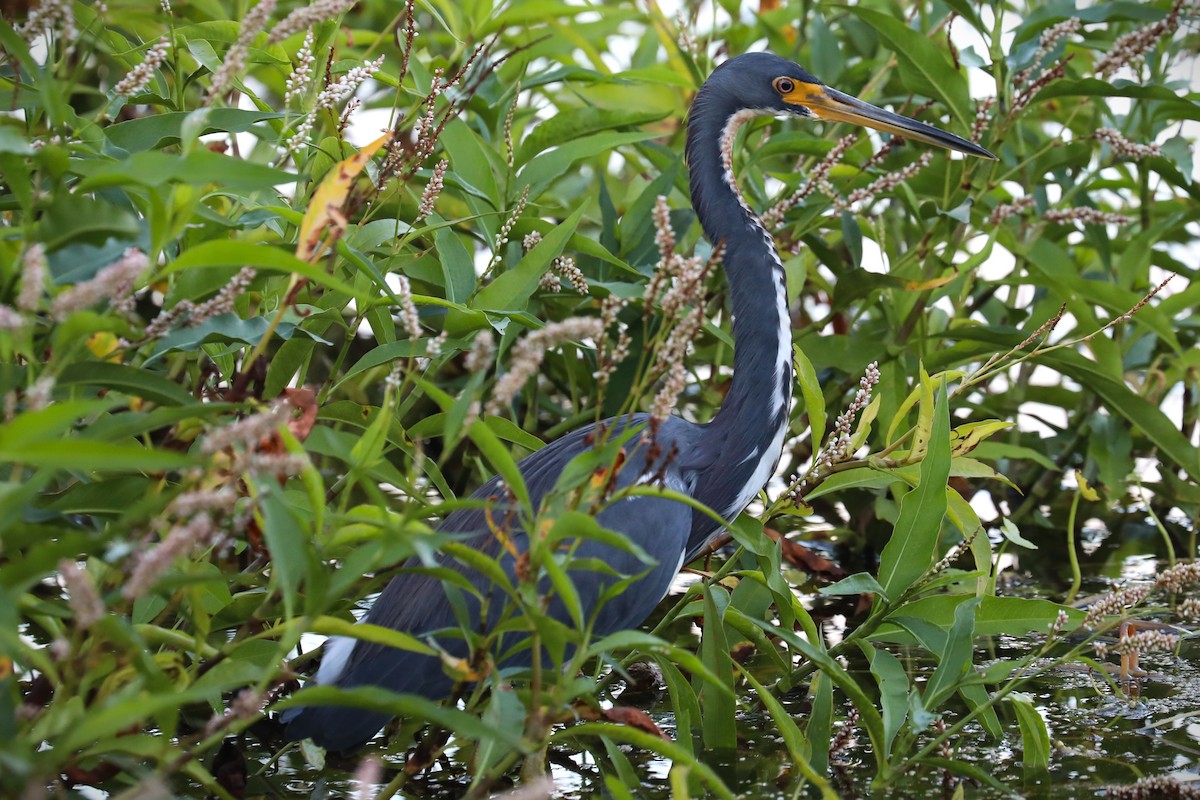 Tricolored Heron - ML643210266