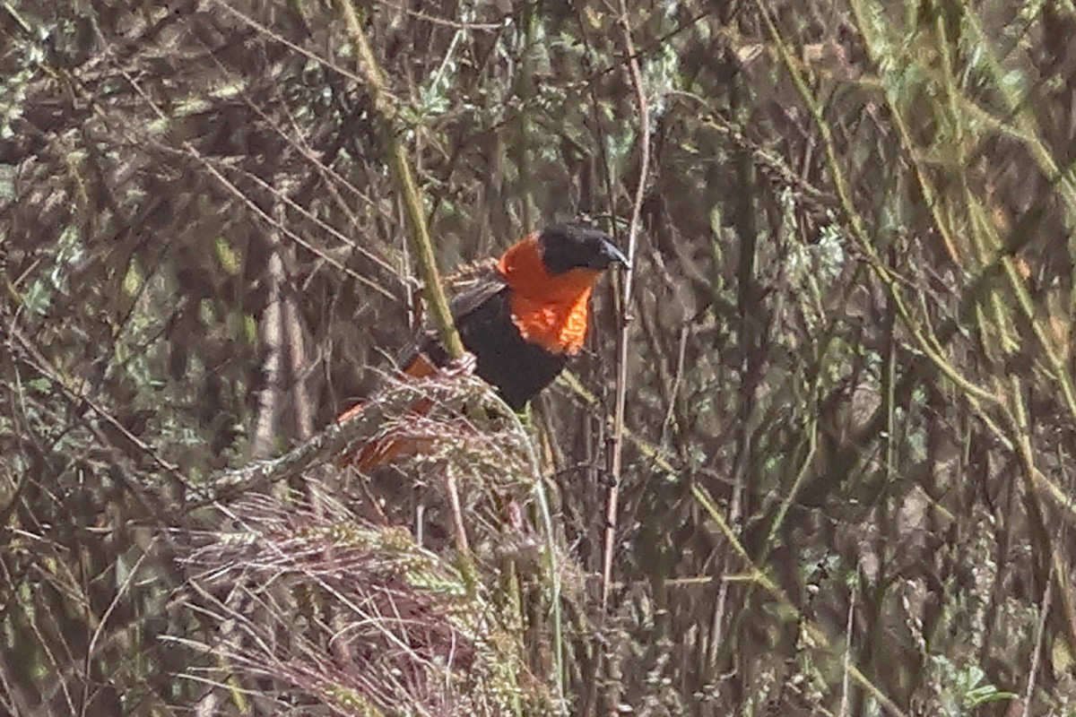 Feuerweber - ML643210267