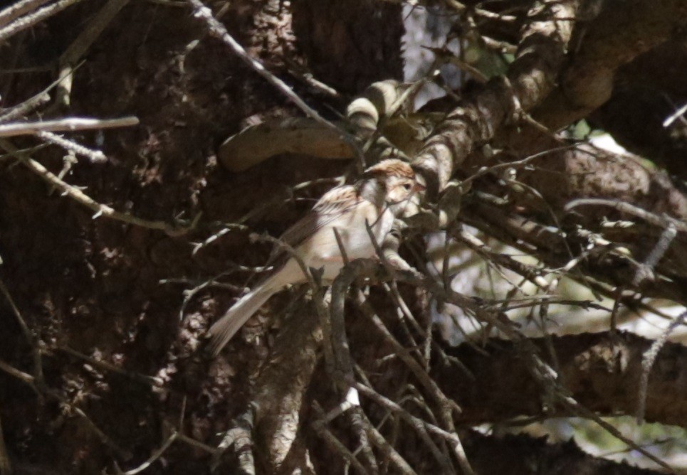 Clay-colored Sparrow - ML643210270