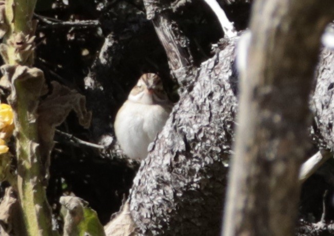 Clay-colored Sparrow - ML643210278