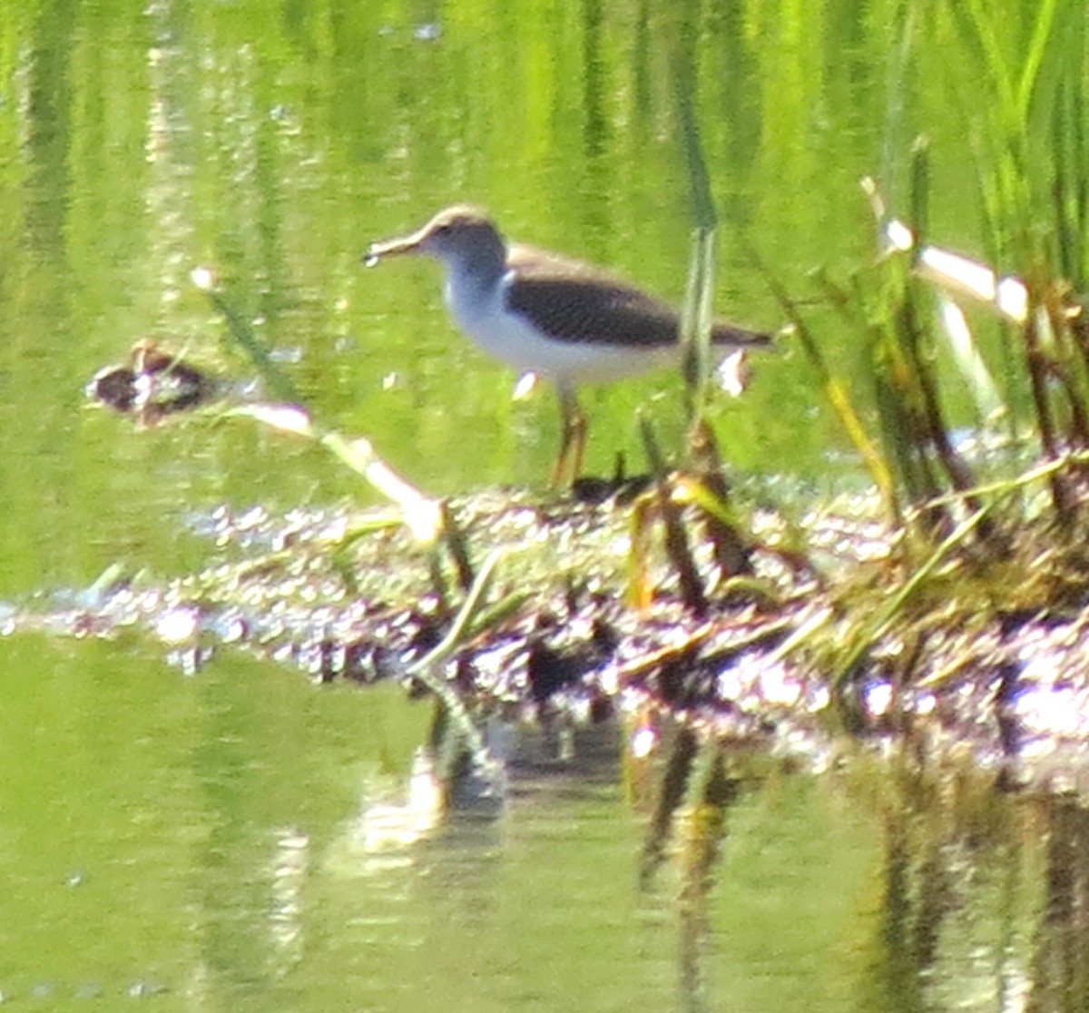 Spotted Sandpiper - ML643210296
