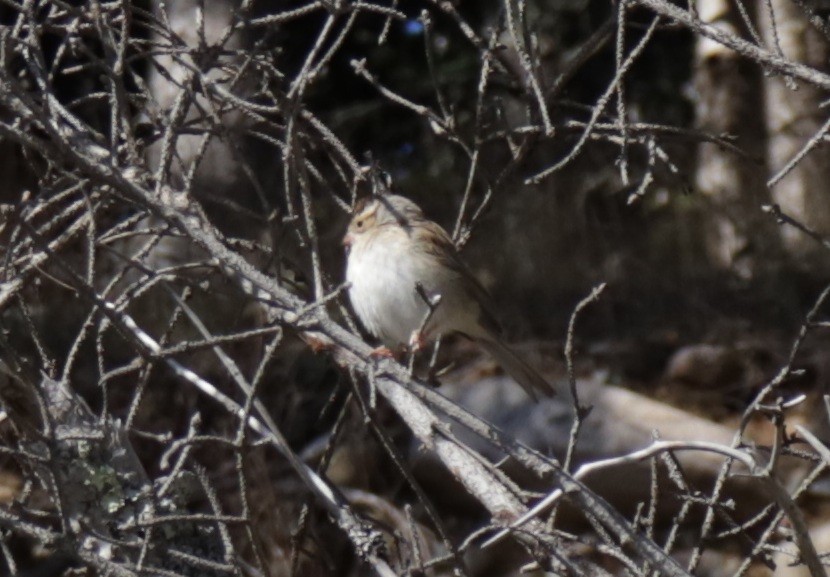 Clay-colored Sparrow - ML643210300