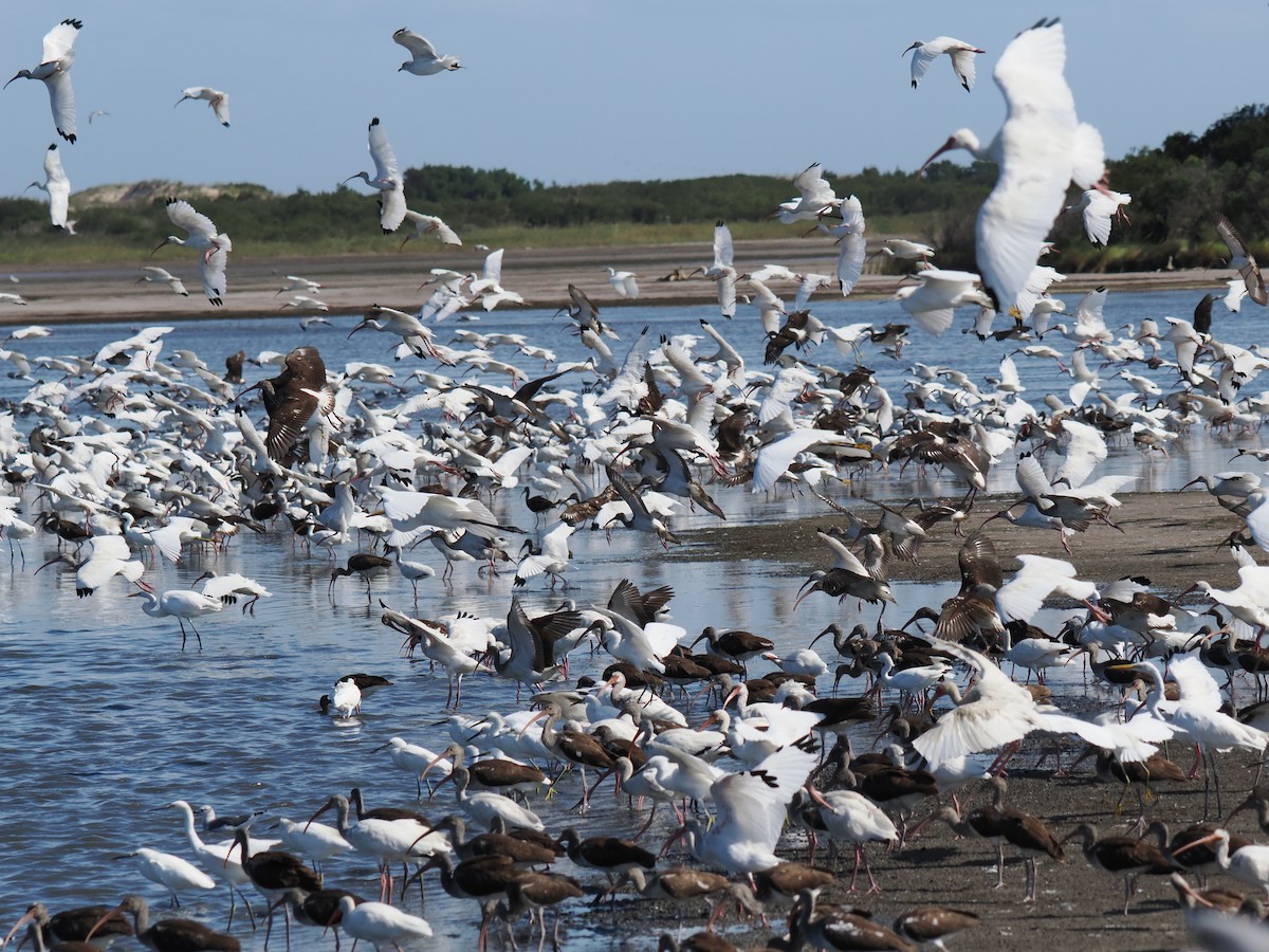 White Ibis - ML643210301
