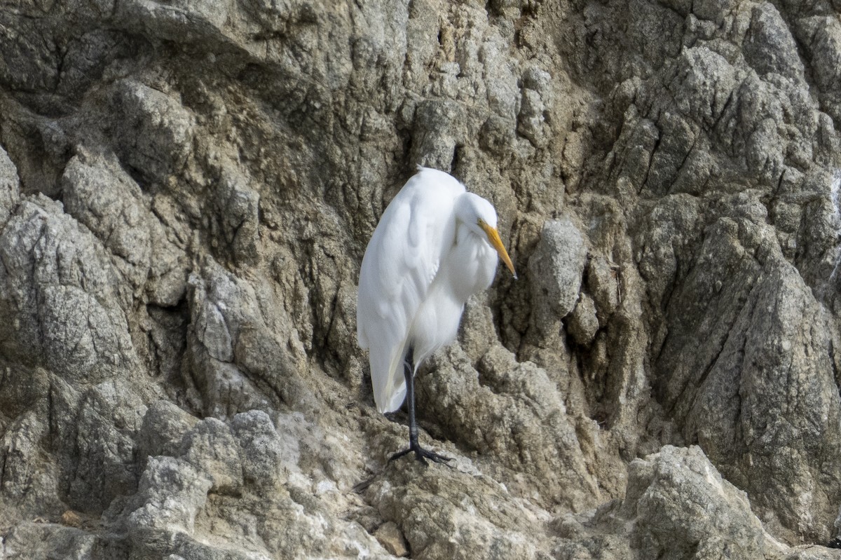egretthegre - ML643210303