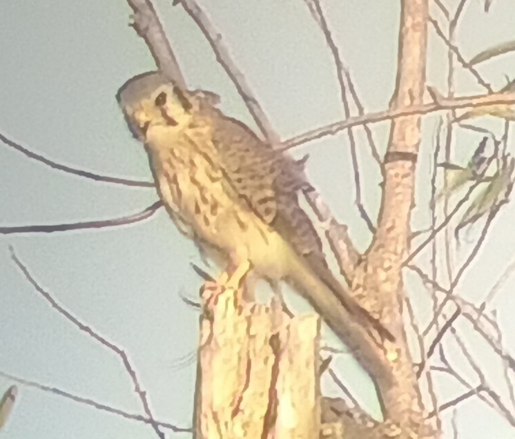 American Kestrel - ML643210321