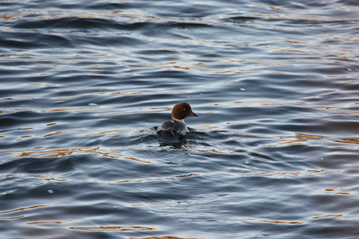 Common Goldeneye - ML643210332